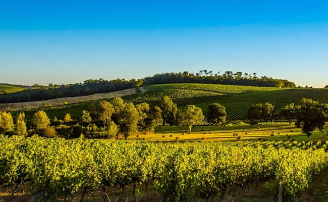 Bordeaux wine region: Château Fonroque vineyards