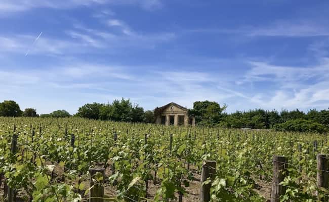 Bordeaux wine region: Château Reignac vineyards