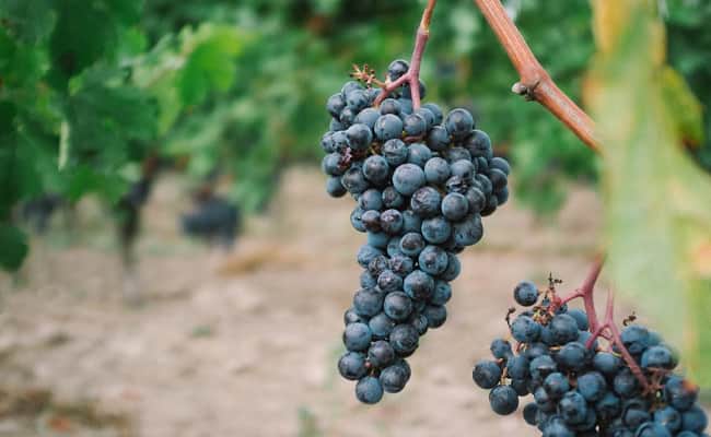 Bordeaux wine region: Grapes
