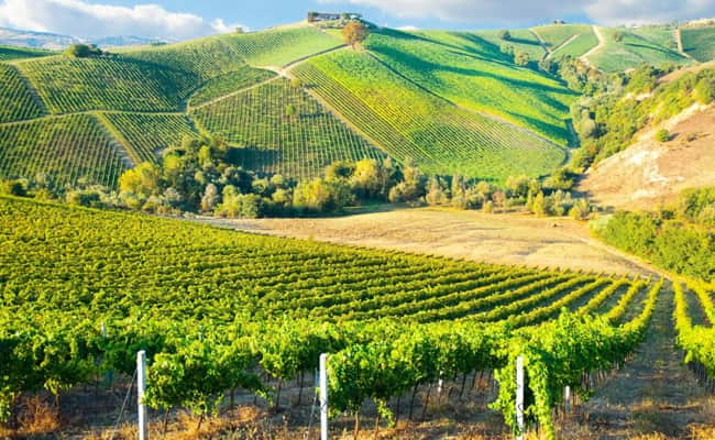 Bordeaux wine region: Wine estates