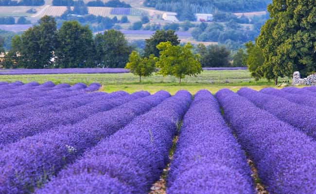 Lavender Fields of Provence
