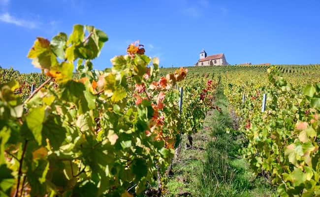 Vineyards of Champagne