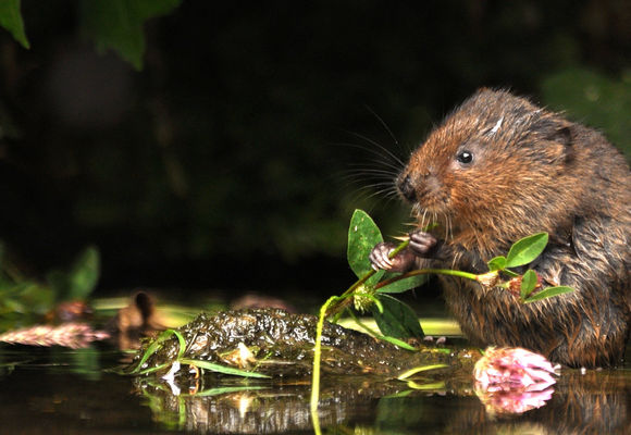 Mossy Earth: Britain's Water Voles
