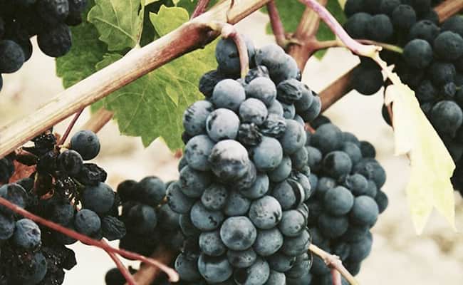 Loire Discover Grapes