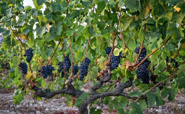 Provence wine region: Grapevines