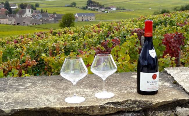 Burgundy wine region: Extensive Vineyards