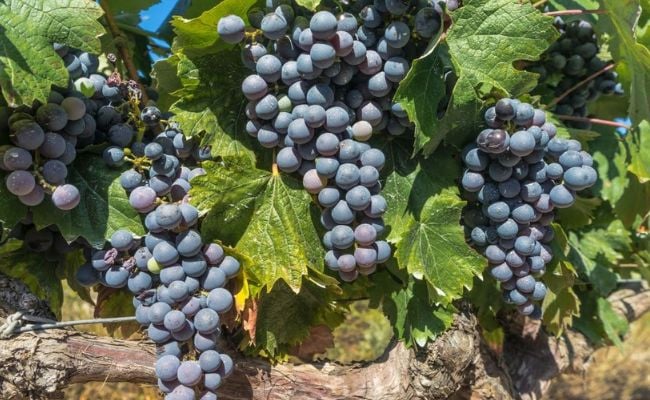 Tempranillo Grapes