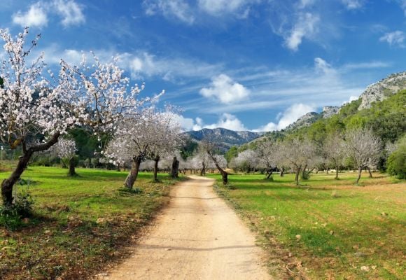 Fragrant groves in Mallorca