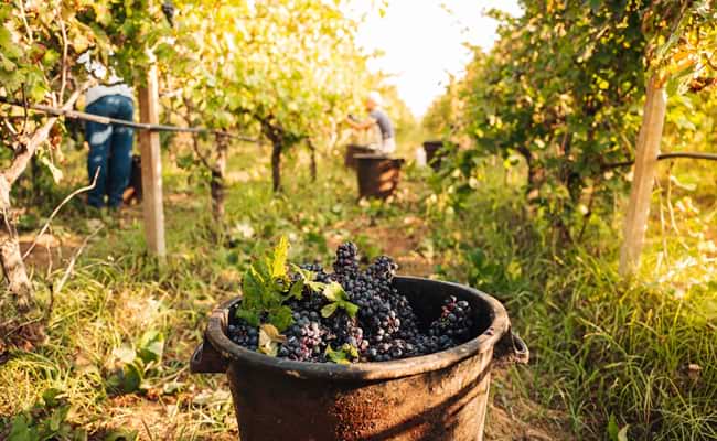 Puglia Vineyard Grapes