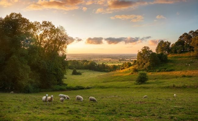 Fields in the Cotswolds