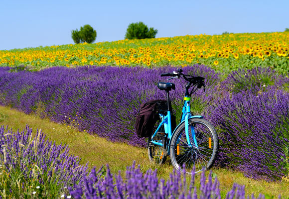 Lavender fields on a Provence cycling holiday