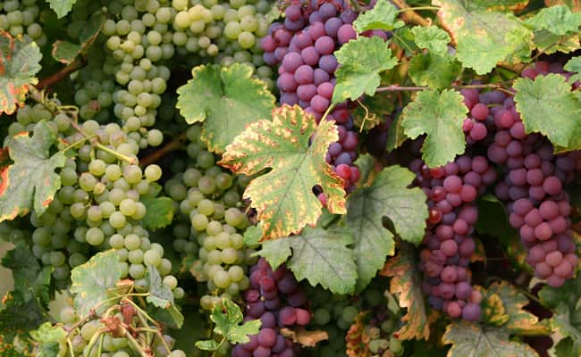 Emilia Romagna wine region: Grapes