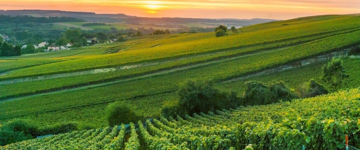 Vineyards of Bordeaux