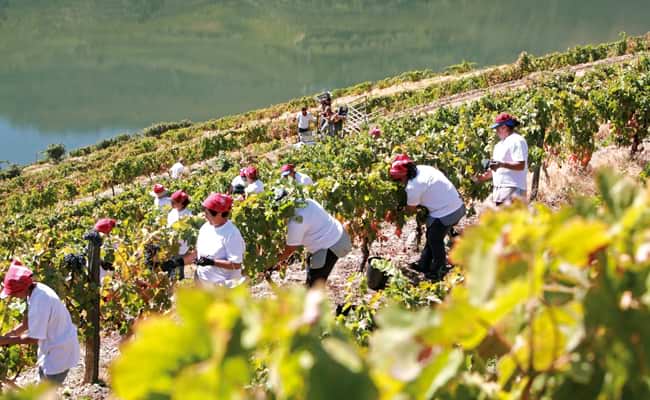 Wine Regions Douro Valley History