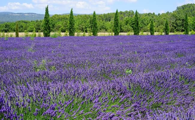 Provence wine region: Lavender