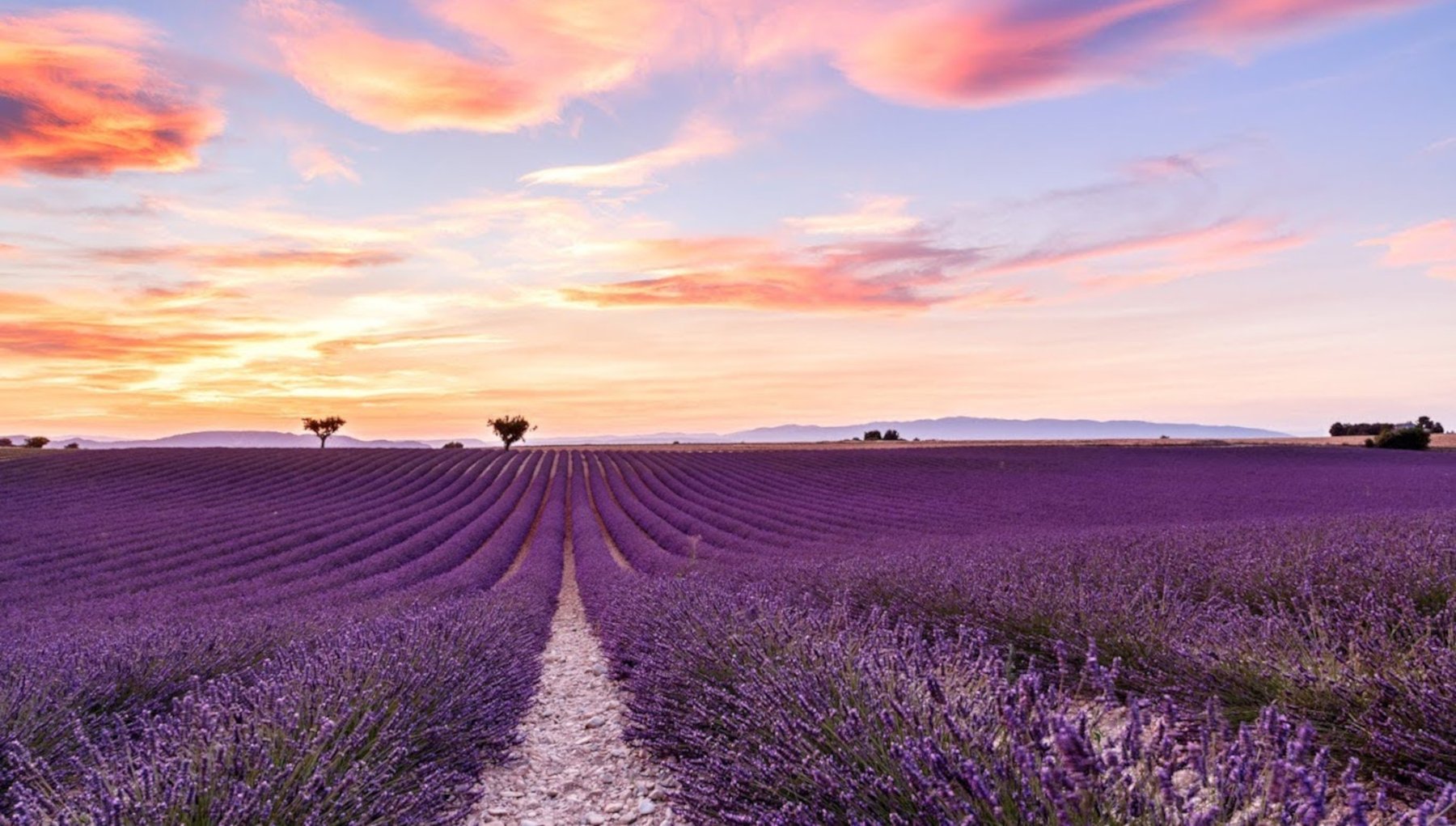 Our Experts Lavender Field Provence