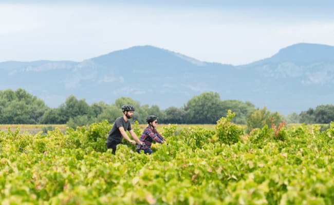 Cycling through the vineyards of Provence