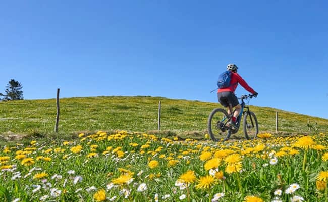 Cycling Through Flower Fields