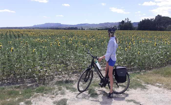 Provence Cycling Holiday Sunflowers