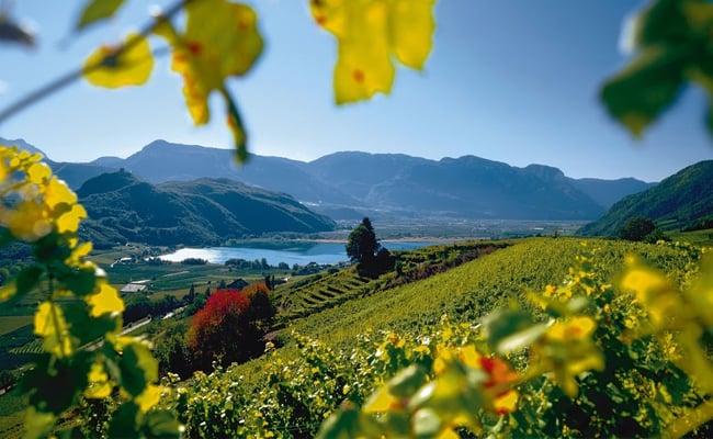 Three Views in South Tyrol - Vineyards