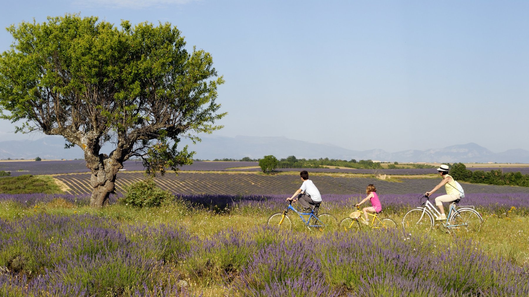 Provence Lavender Fields Blog