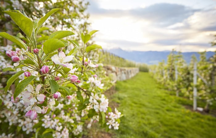 The perfect Christmas gift: Orchards and vineyards in South Tyrol
