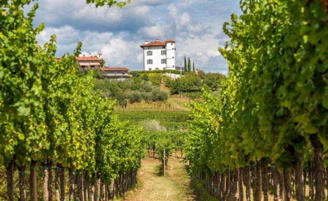 Undiscovered Wines in the Julian Alps