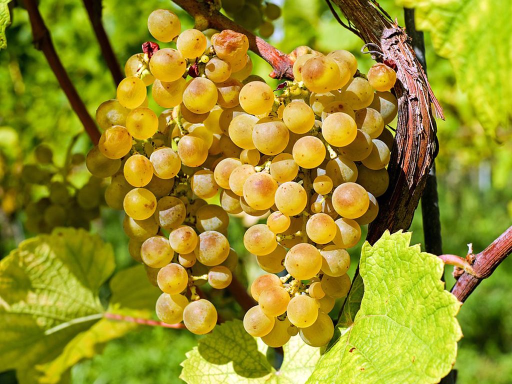 Amalfi wine regions: Italian grapes