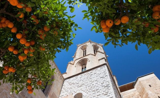 Orange trees in Valencia